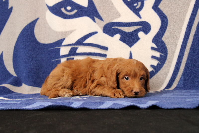 puppy, for, sale, Mini Goldendoodle F1B, Matthew B. Stoltzfus, dog, breeder, Gap, PA, dog-breeder, puppy-for-sale, forsale, nearby, find, puppyfind, locator, puppylocator, aca